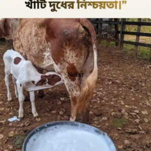 Lifeboard Pure Dairy Milk